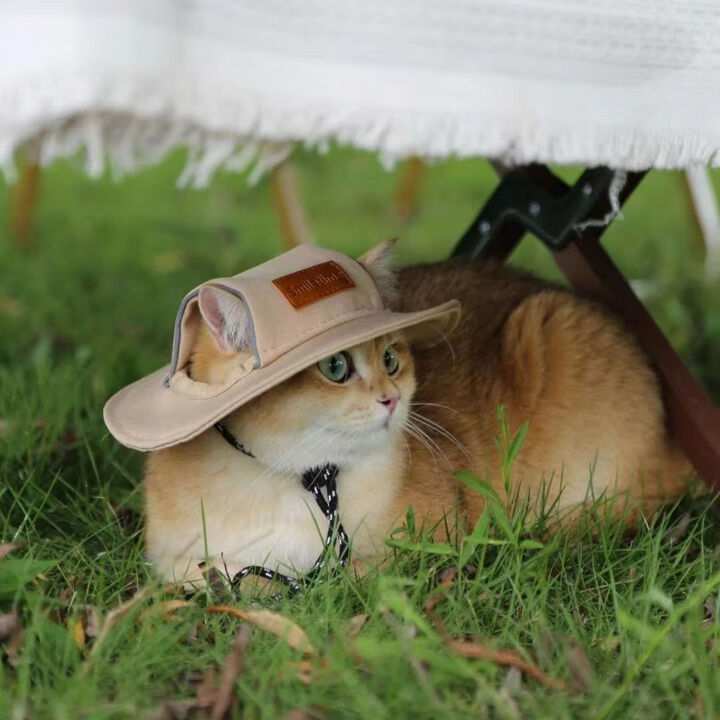 Feline Fashion, Refined