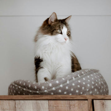 Rest, Climb & Scratch in Style