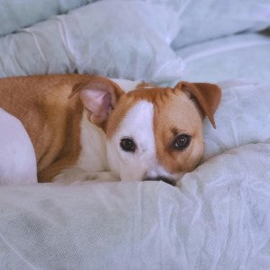 The Place for Happy Dreams