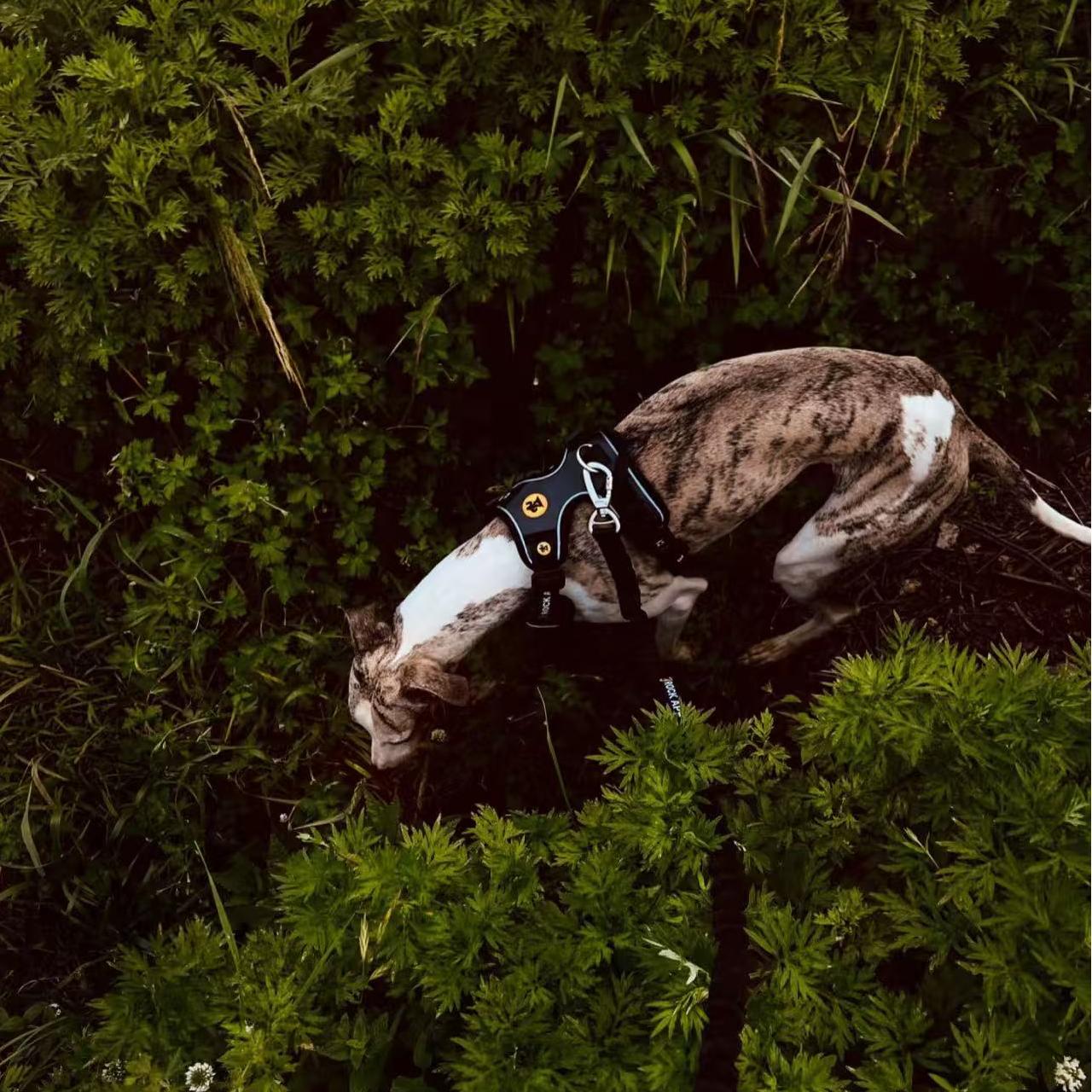 Walk in Style. Explore in Confidence