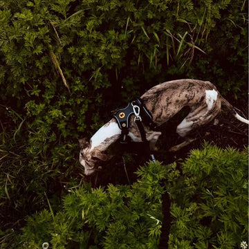 Walk in Style. Explore in Confidence