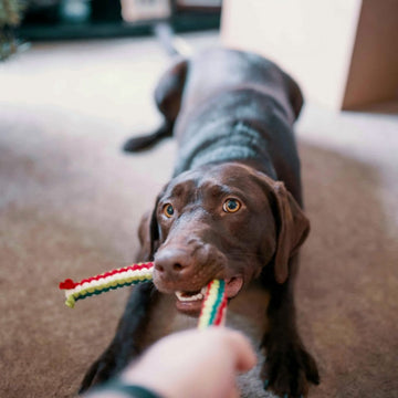 Unleash the Joy of Play