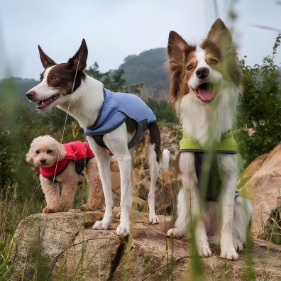 Canine Style, Elevated