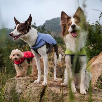 Canine Style, Elevated