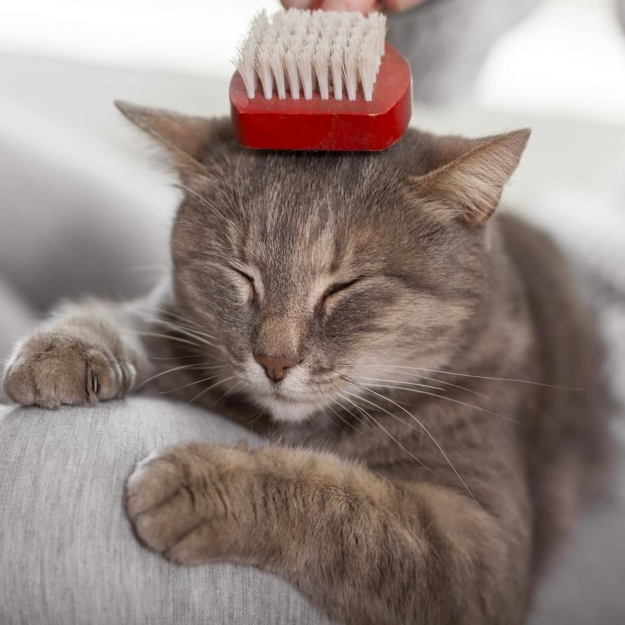 Fresh Spaces, Happy Cats