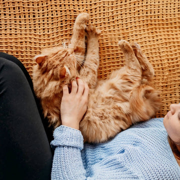 CATS ARE CONNOISSEURS OF COMFORT