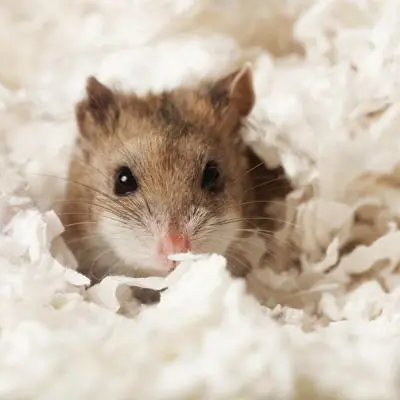 A Tiny, Perfect Sanctuary