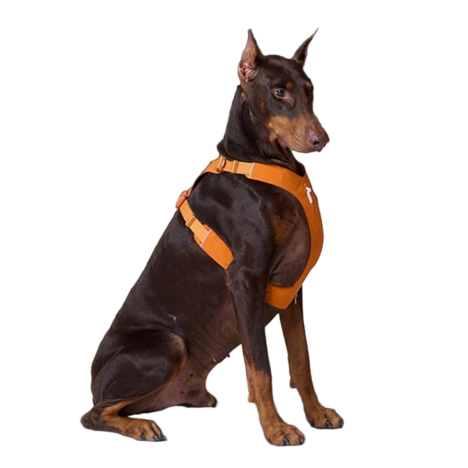 Orange waterproof dog harness with reflective trim and quick-release buckle