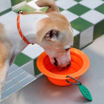 Fruit Travel Collapsible Pet Bowl