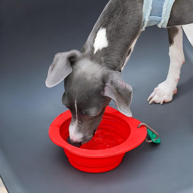 Fruit Travel Collapsible Pet Bowl