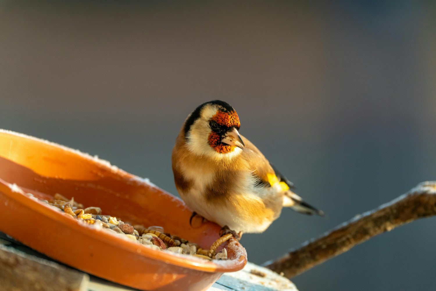 collection-banner-image